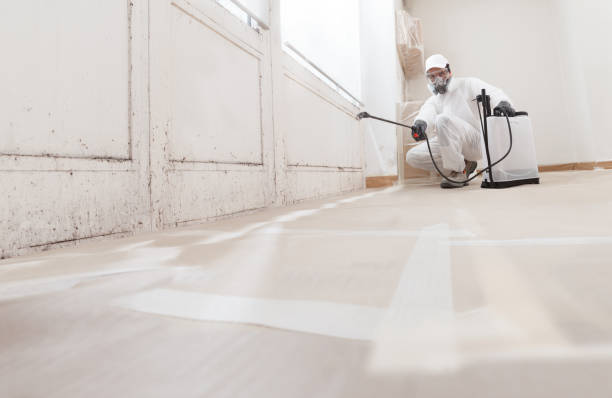 Black mold remediation team in Port Royal